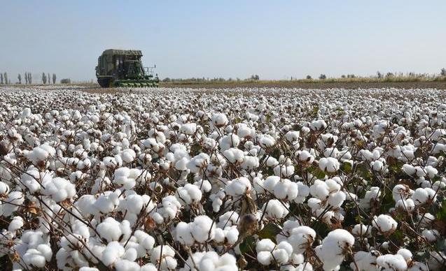 2019年新疆棉花种植有哪些特点?